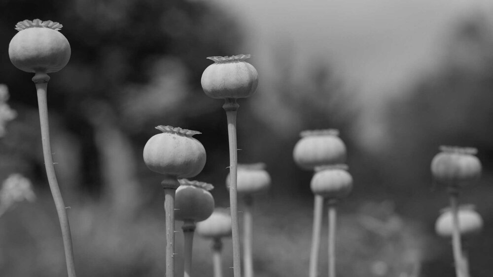 opium.jpg